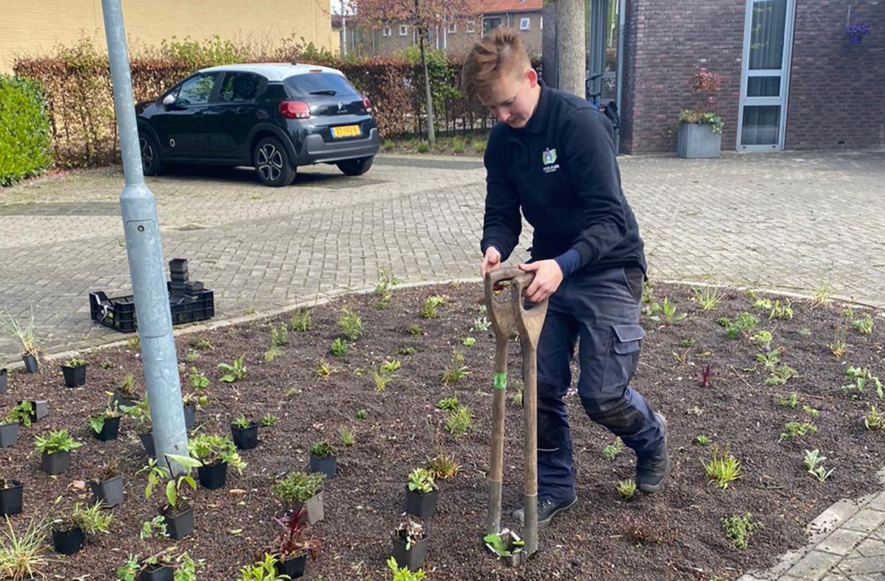 Aanplanten in lava